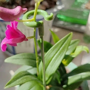 10pcs Plant Potted Flower Shape Support Rod Fixed Anti-lodging Leaf Guard Frame, Size:17cm