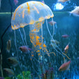 Aquarium Articles Decoration Silicone Simulation Fluorescent Sucker Jellyfish, Size: 5*17cm(Orange) - free shipping - PMc TechLife - Order now!