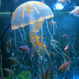Aquarium Articles Decoration Silicone Simulation Fluorescent Sucker Jellyfish, Size: 8*20cm(Orange) - free shipping - PMc TechLife - Order now!