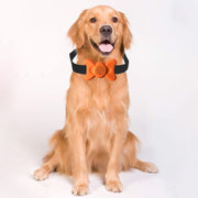 Automatic Voice Control Bark Arrester Collar Pet Supplies Trainer(White)