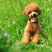TK911 2G Pet Water-resistant GPS Tracker