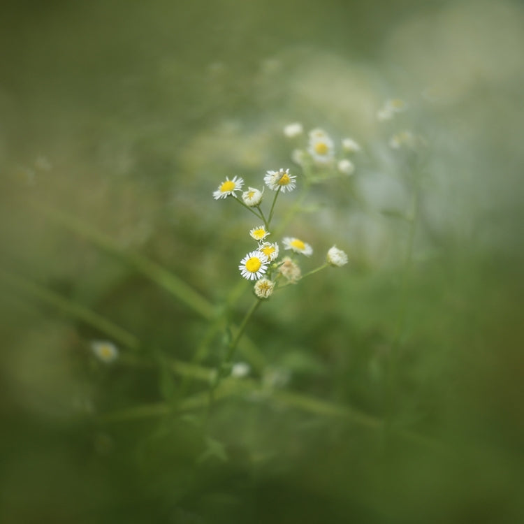 72mm Central Exposure Edge Blur Close-Up Photography Special Effects Filter