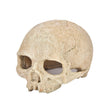 Fish Tank Aquarium Decoration Spider Lizard Snake Python Skull Breeding House Hiding Ornament(Bald Skull) - Reptile Supplies by PMC TechLife | Online Shopping South Africa | PMC TechLife
