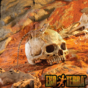 Fish Tank Aquarium Decoration Spider Lizard Snake Python Skull Breeding House Hiding Ornament(Pirate Skull)