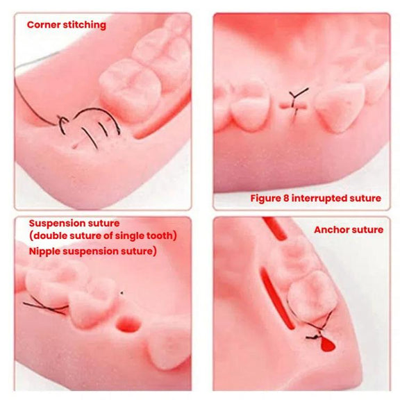 Gums Multiple Wounds Silicone Suture Practice Mold Four Teeth Oral Surgery Training Module For Medical Students
