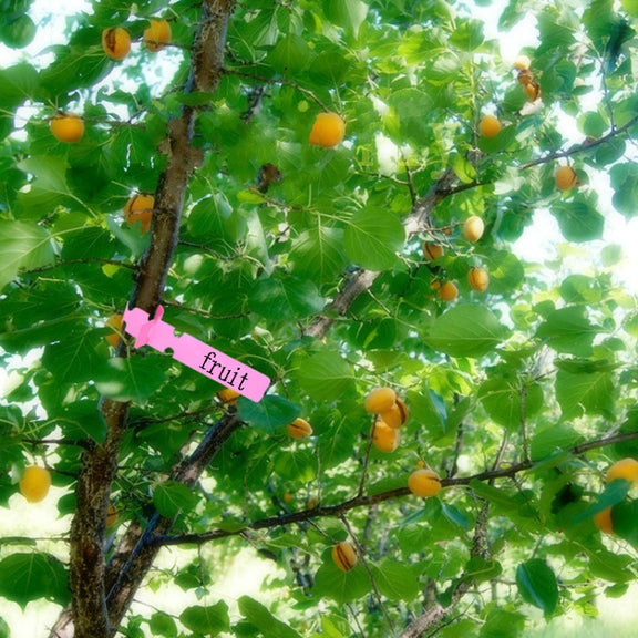100 PCS Gardening Plant Sapling Seed Hanging Tree Label(Green)